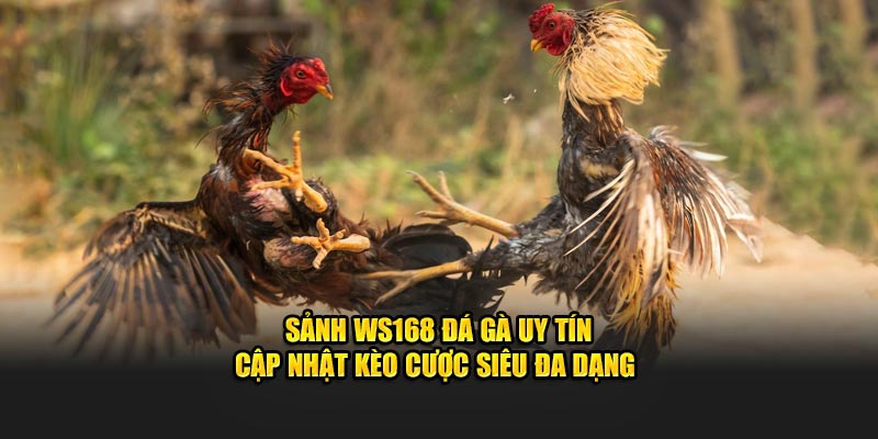 Sảnh WS168 Đá Gà Uy Tín Cập Nhật Kèo Cược Siêu Đa Dạng